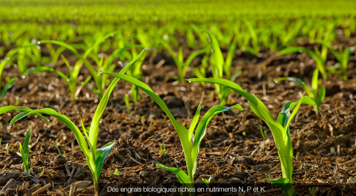 Jeunes pousses de Maïs © Fotolia