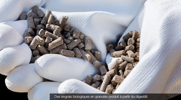 Engrais granulé produit à partir du digestât © Fotolia