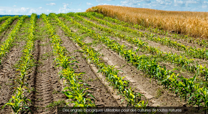 Cultures de maïs et de blé © Fotolia