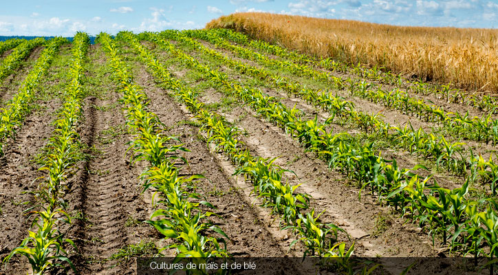 Cultures de maïs et de blé © Fotolia